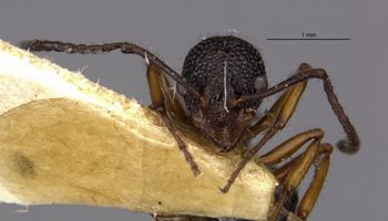 Media type: image;   Entomology 21230 Aspect: head frontal view